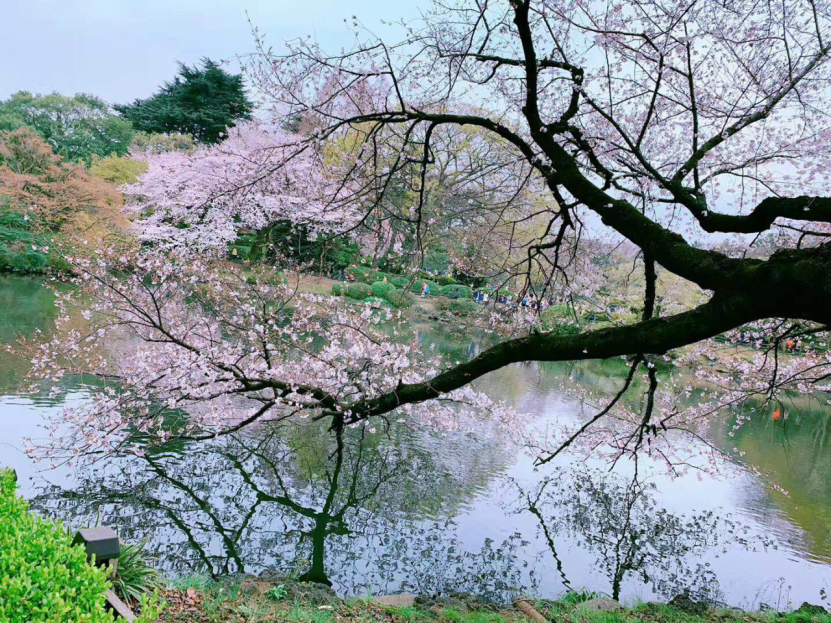 软件系“文明赏花•随手拍”摄影主题活动圆满收官346.png 软件系“文明赏花•随手拍”摄影主题活动圆满收官346.png