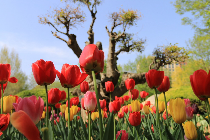 软件系“文明赏花•随手拍”摄影主题活动圆满收官344.png 软件系“文明赏花•随手拍”摄影主题活动圆满收官344.png