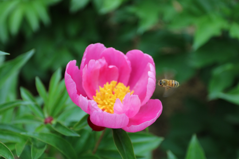 软件系“文明赏花•随手拍”摄影主题活动圆满收官348.png 软件系“文明赏花•随手拍”摄影主题活动圆满收官348.png