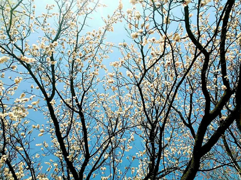 软件系“文明赏花•随手拍”摄影主题活动圆满收官342.png 软件系“文明赏花•随手拍”摄影主题活动圆满收官342.png